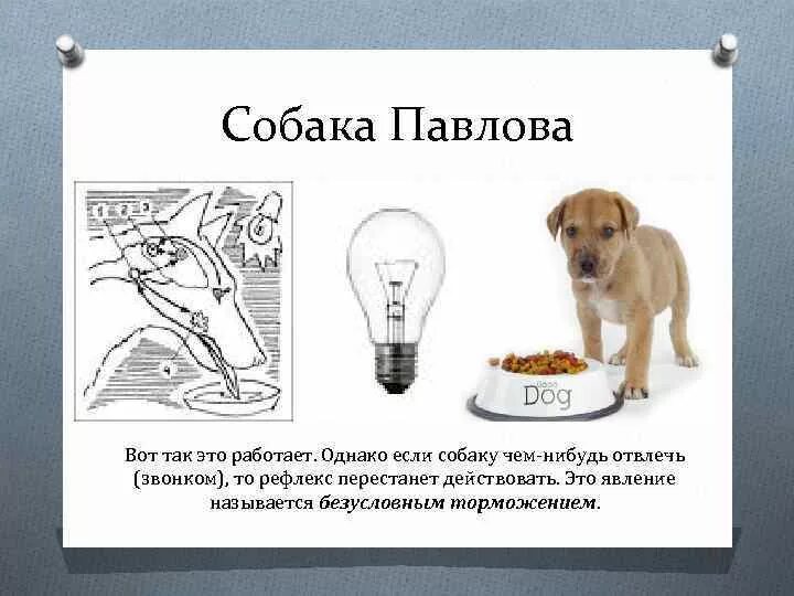 Лампочка собака. Рефлекс собаки павлова кратко. опыт павлова условный рефлекс. павлов эксперимент с собакой рефлексы. собака павлова эксперимент кратко.