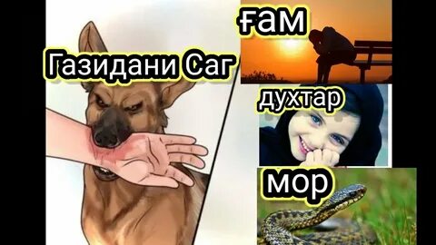 Маъно дорад