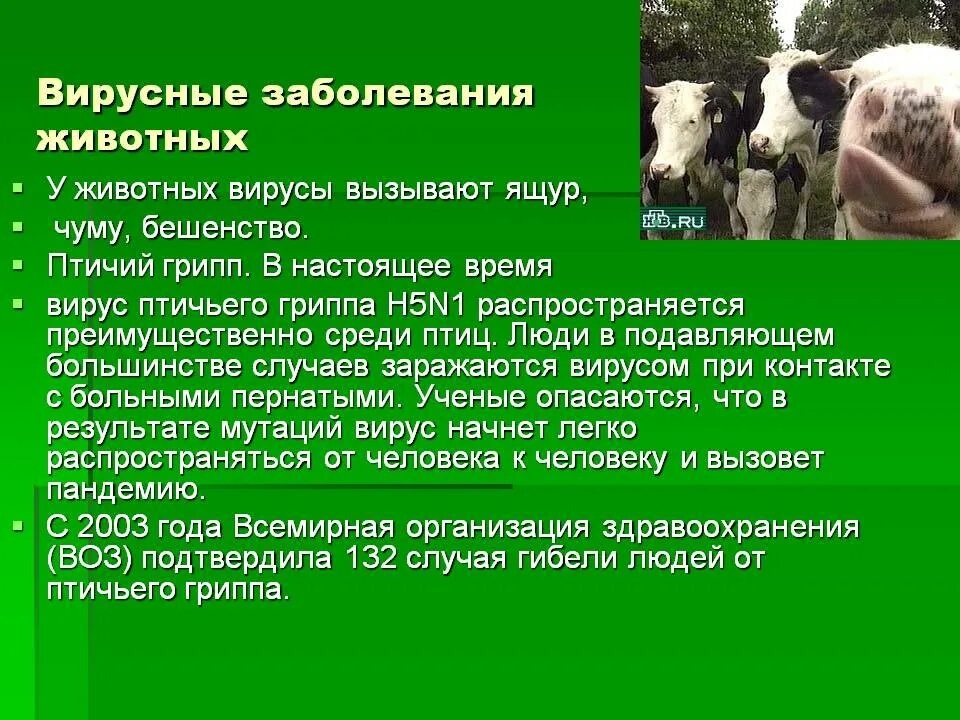 Инфекционные заболевания животных. Инфекционные болезни животных. болезни животных животных. инфекционные болезнитживотных.