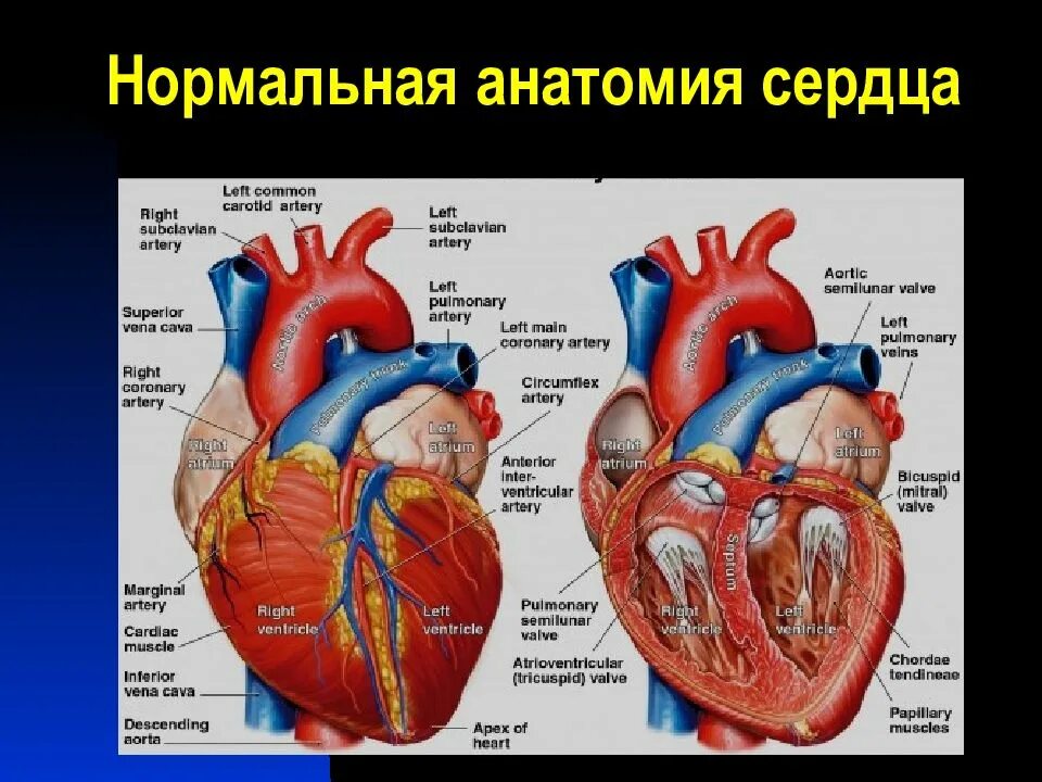 Анатомическое строение сердца. Внутреннее строение сердца латынь. строение сердца макропрепарат. нормальное строение сердца. строение сердца с подписями анатомия.