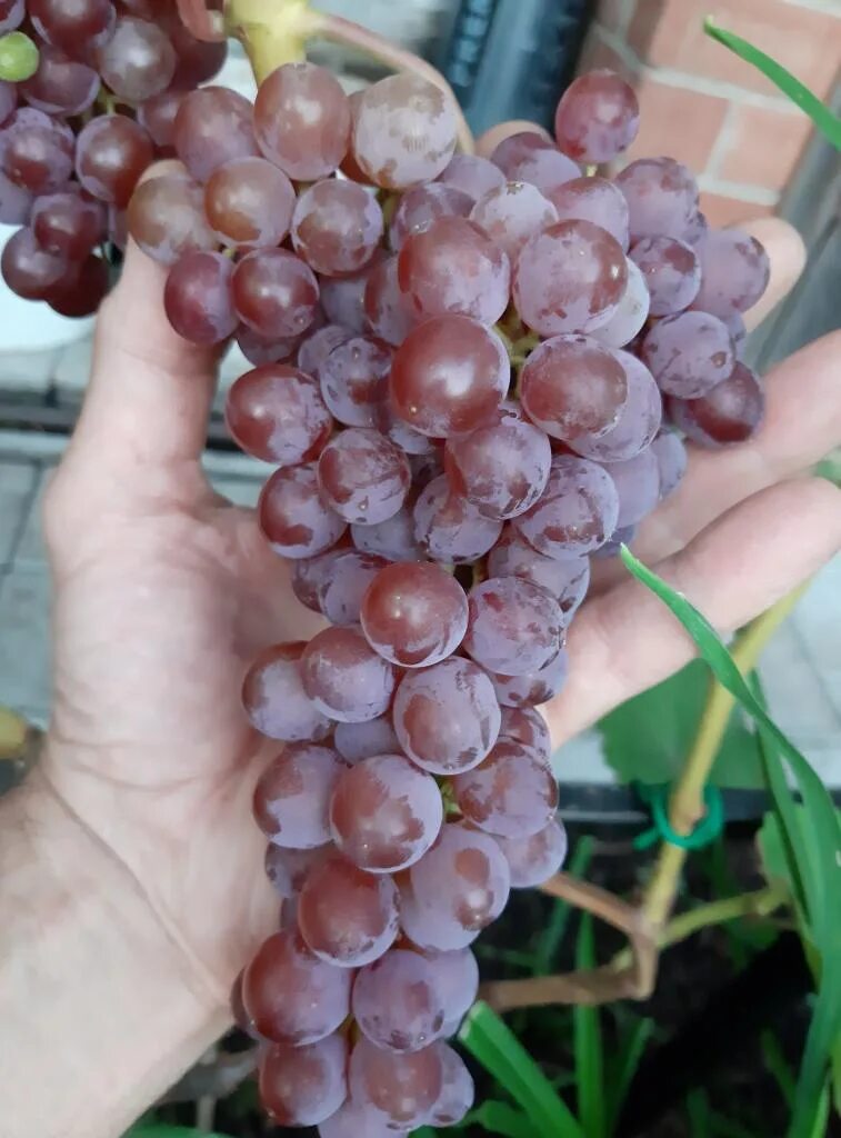 Рилайнс пинк сидлис. Виноград кишмиш рилайнс пинк сидлис. Релайнс сидлес виноград. Виноград сорта рилайнс. Виноград сорта рилайнс.