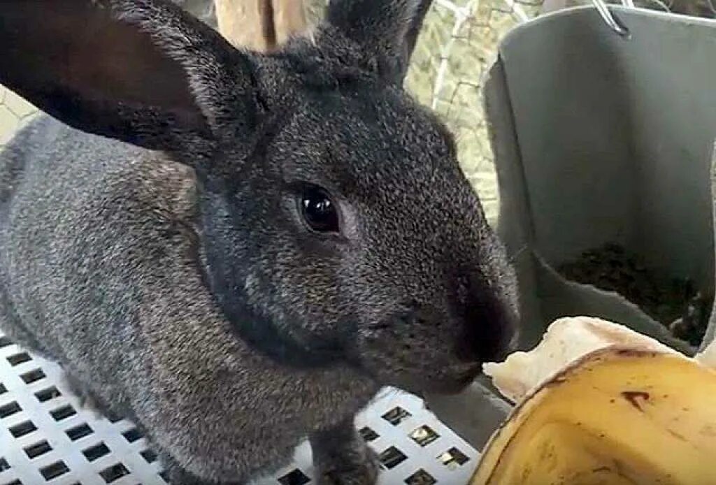 Кожура кроликам. Кролик с бананом. Банановый кролик серый. Кролик мини банан.