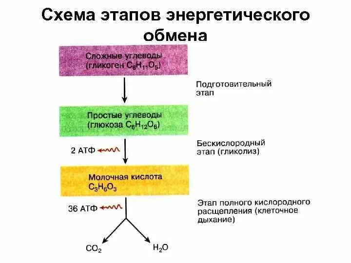Функции энергетического обмена веществ. Формула подготовительного этапа энергетического обмена. энергетический обмен в клетке схема этапы. подготовительный этап энергетического обмена схема.