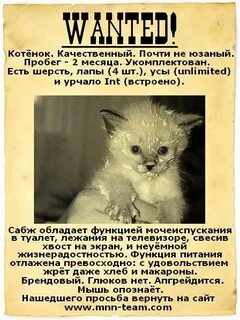 Wanted cat