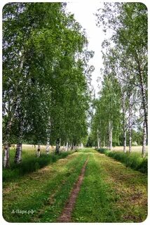 Аллеи белых берез