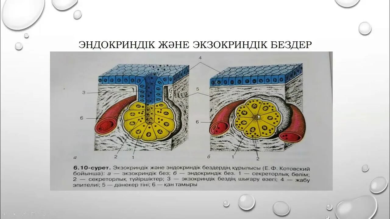 Индукция гистология