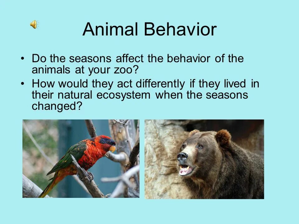 Animal behaviour. Animal behaviour