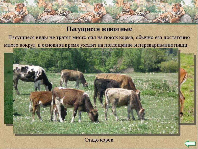 Презентация изучение способов поглощения пищи у животных. Пасущиеся животные. пасущиеся это в биологии. примеры пасущихся животных. стадо животных слайд.