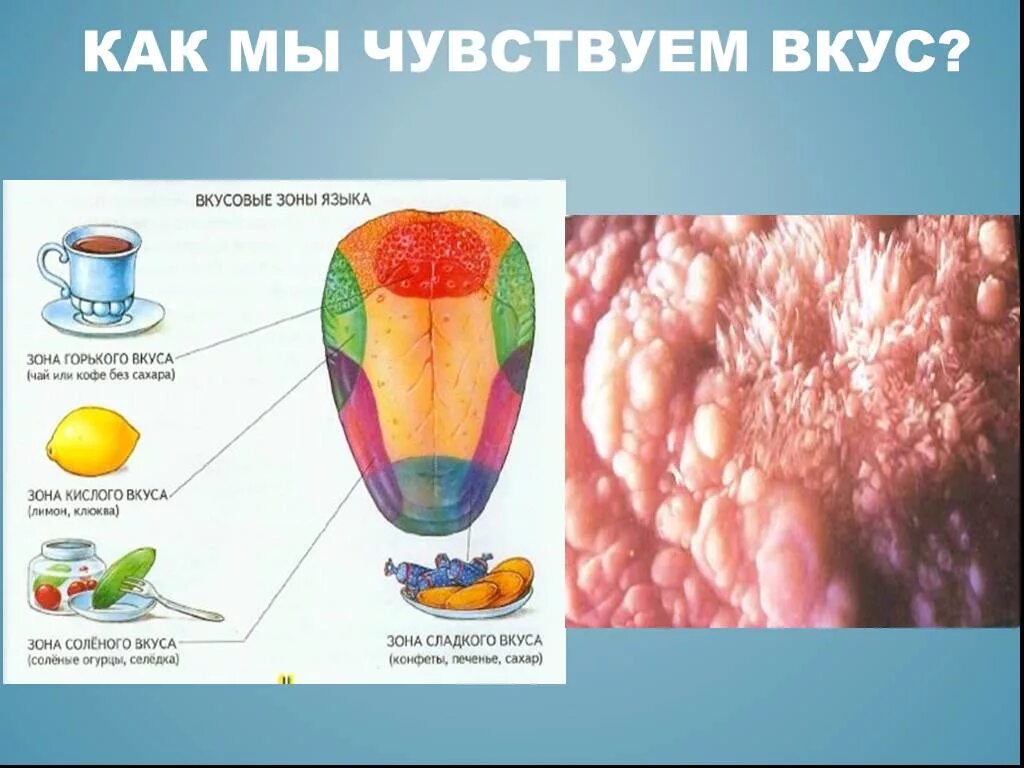 Чувствуется неприятный запах. Как мы чувствуем вкус. Не чувствую запахи и вкусы. Зоны языка. Как почувствовать вкус еды.