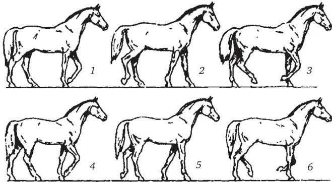 Какая длина лошади. Галоп Аллюр лошади. Движение лошади Аллюр галоп. Галоп лошади схема. Аллюр бег лошади.