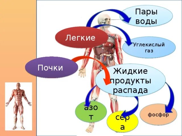 Продукты распада. Жидкие продукты распада. Фосфор и углекислый ГАЗ. Продукты распада воды.