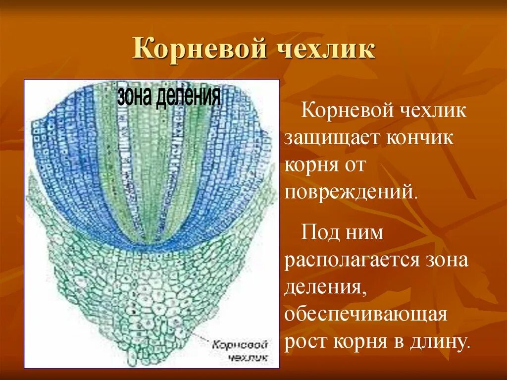 Какую функцию выполняет чехлик у растений. Корневой чехлик функции. функции корневого чехлика корня. корневой чехлик функции зоны. зоны корня чехлик.