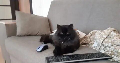 Черное пикабу