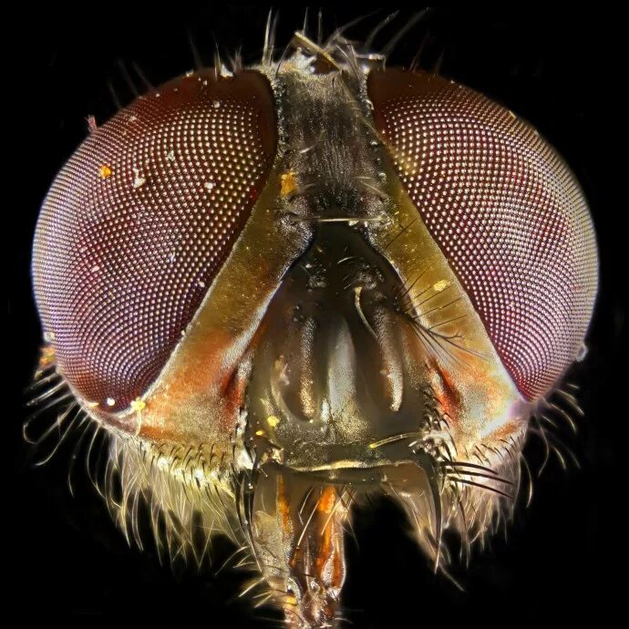Бактерии на мухе. Мошка гнус под микроскопом. Астраханская мошка под микроскопом. Мошка под микроскопом челюсти. Овод под микроскопом.