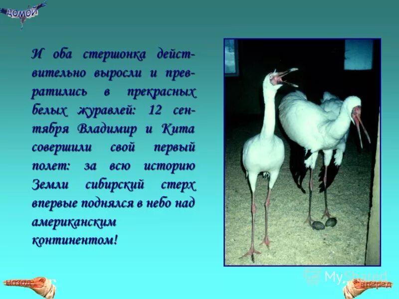 Проект белый журавль 2 класс Урок окружающий мир, 4 класс УМК (Перспектива). Тема "Среди лесов" начальные к