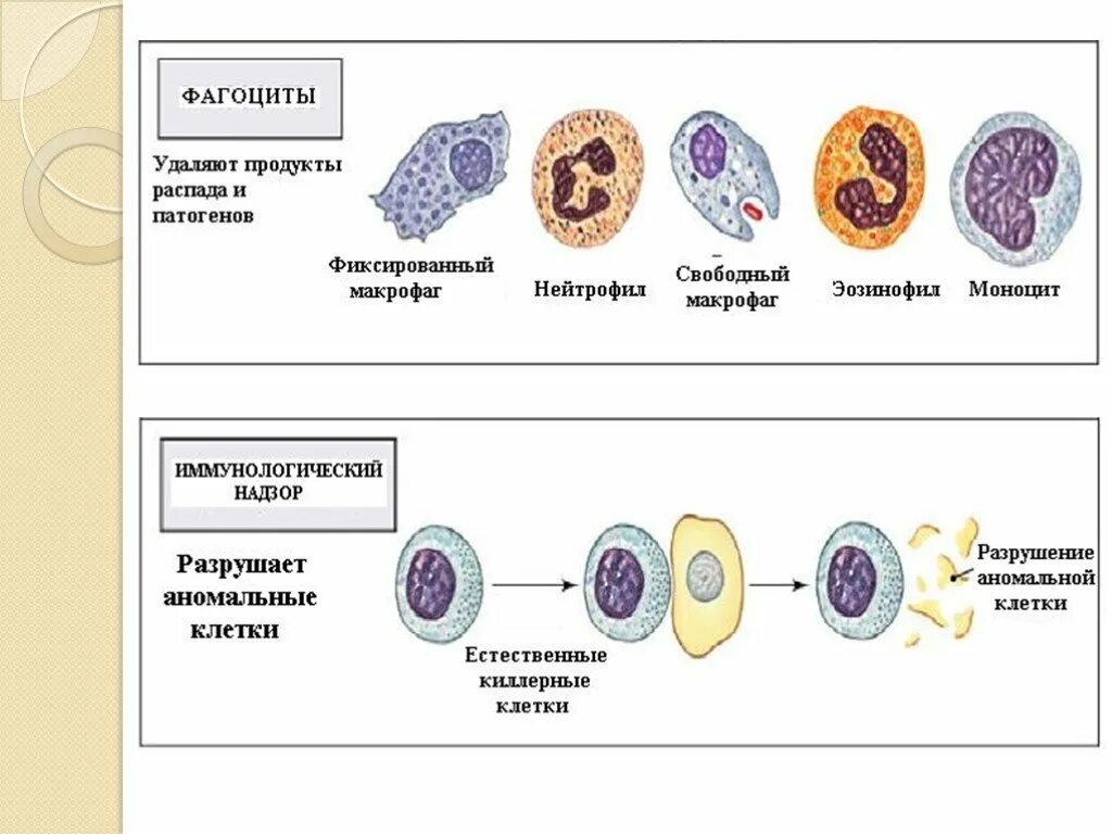 Фагоцитирующие клетки виды. Функции системы макрофагальных фагоцитов. Фагоциты строение. Моноциты фагоциты. Строение макрофага гистология.
