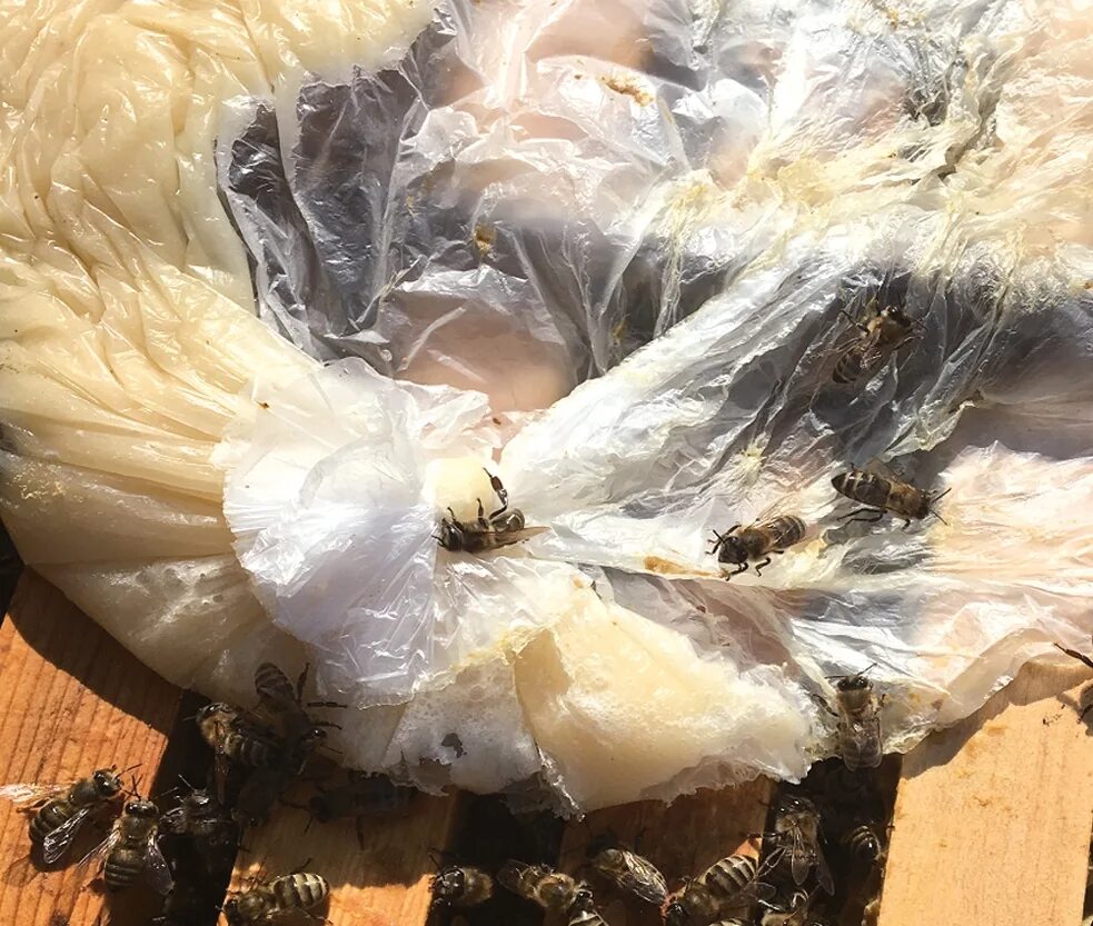 Как сделать канди для пчел