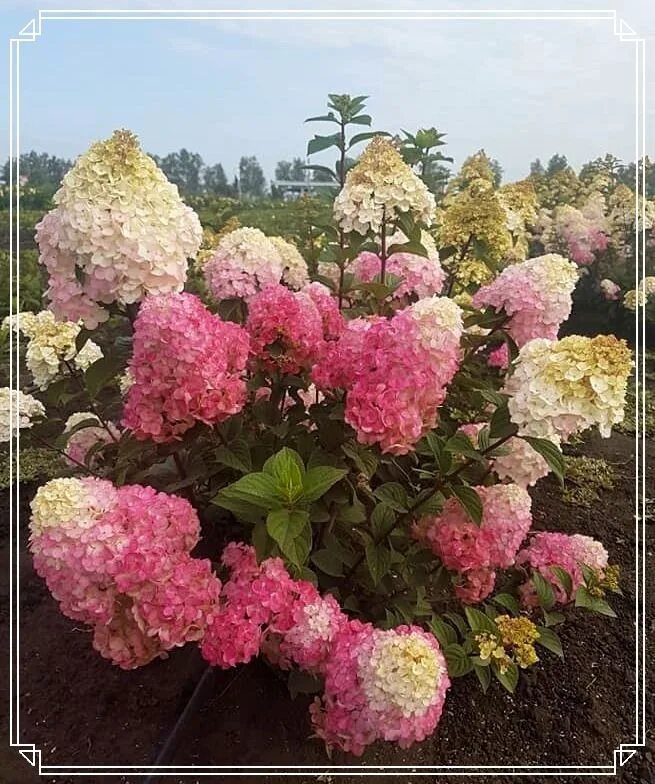 Краса лесково. Краса лесково. Краса лесково. Pan. Краса лесково.