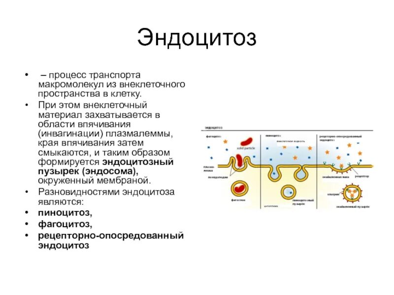 Установить последовательность эндоцитоза. Эндоцитоз строение и функции. Эндоцитоз механизм. Мембранный транспорт эндоцитоз. Эндоцитоз типы эндоцитоза и роль во внутриклеточном пищеварении.