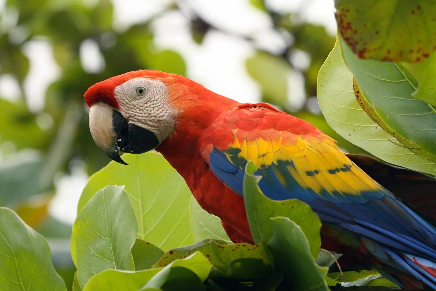 Nice birds. Birds Biodiversity. Murmuring of Birds.