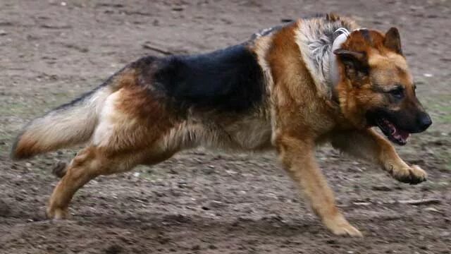 Нападение немецкой овчарки. Овчарка нападает. Овчарка нападает. Малинуа злая. Восточноевропейская овчарка злая.