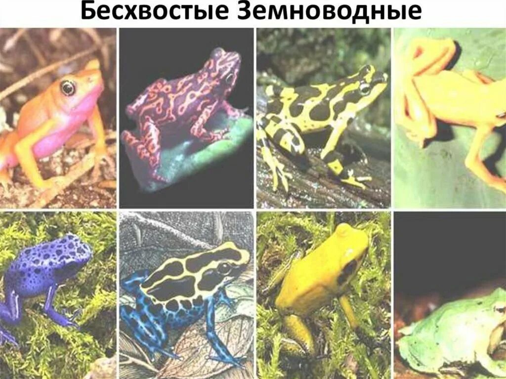 Зеленая древесная лягушка. Земноводные квакша. Зеленая ядовитая лягушка. Представители бесхвостых. Лягушка отряд земноводных.