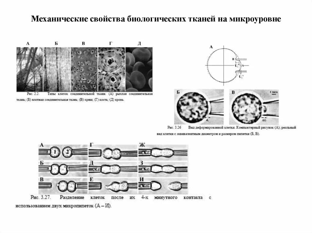 Механическое свойство сред. Механические свойства биотканей. Механические свойства биологических тканей. Механические свойства мышечной ткани. Механические свойства биологических тканей физика.