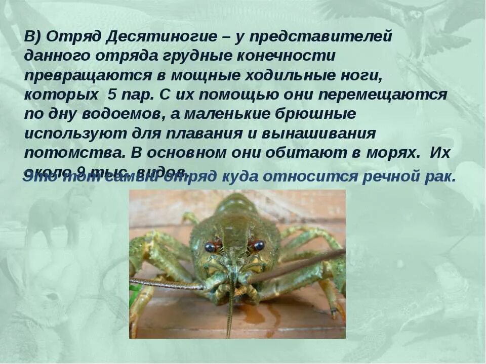 Десятиногие креветки. Роль ракообразных в природе. Десятиногие ракообразные общая характеристика. Десятиногие членистоногие. Подклассы ракообразных.