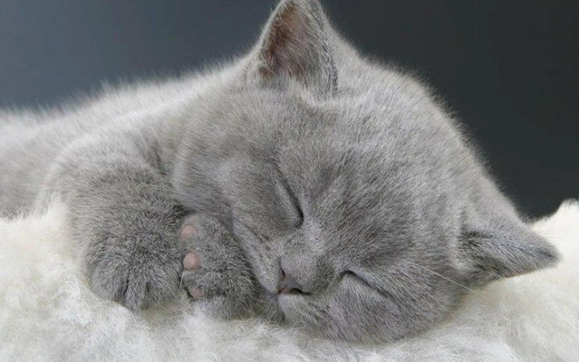 Спящий серый кот. Спящие котята. милые спящие котята. спящий котенок. спокойной ночи с кошками.