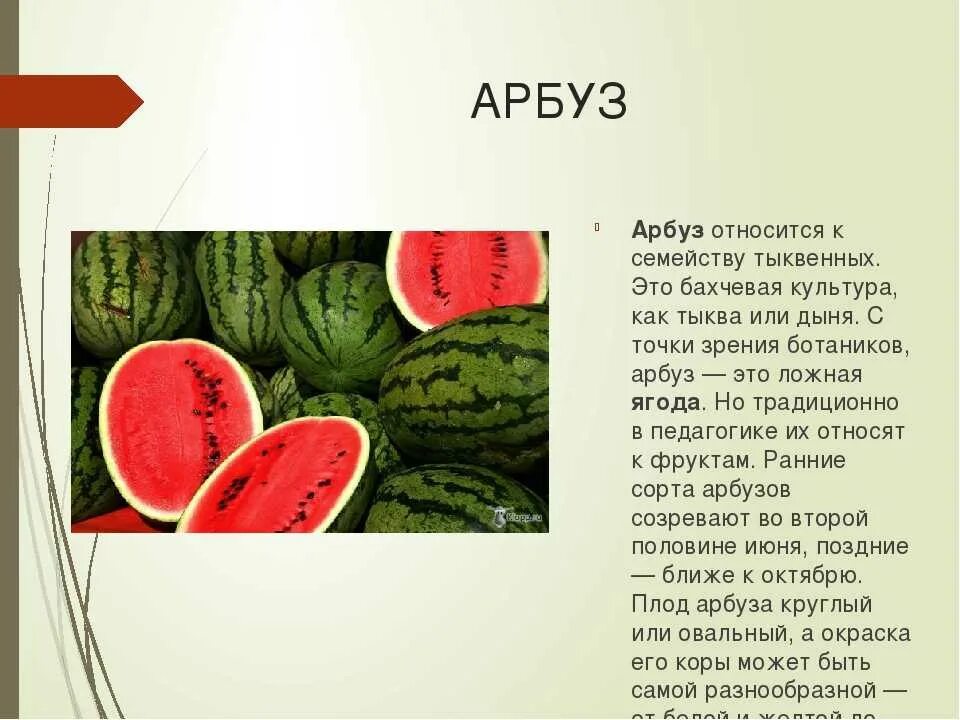 Тыквина это ягода. Арбуз плод тыквина. арбуз это тыквина или. арбуз это ягода или тыквина. арбуз это не ягода а тыквина.