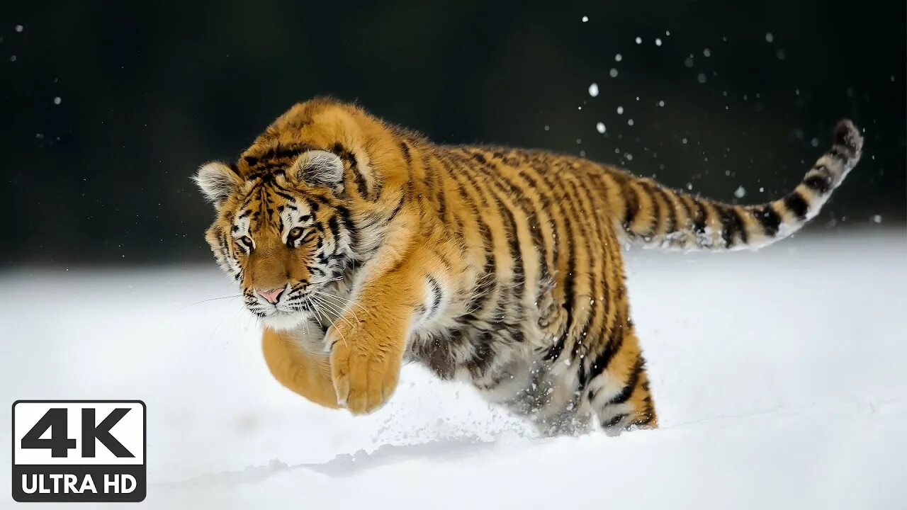 Георгиевский тигр. Russian tigers. Амурский тигр. Russian tigers. Russian tigers.