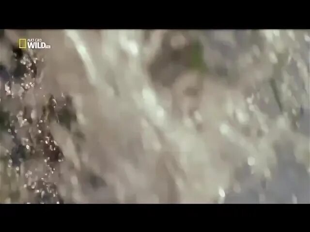 Выжить несмотря ни. Выжить несмотря ни