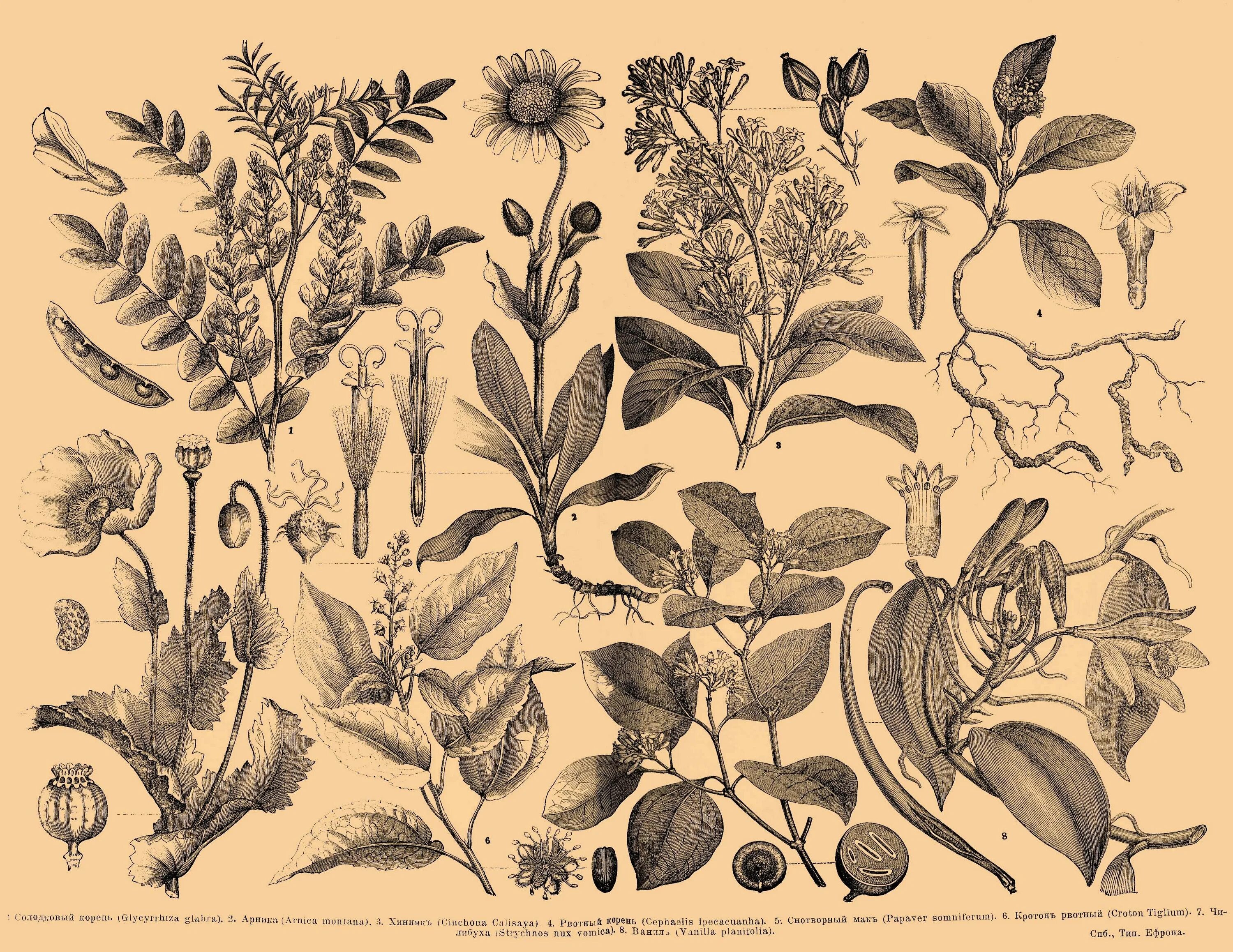 Ботанический атлас Моррис. Ботанический атлас гравюра. Старинные изображения растений. Старинные Ботанические иллюстрации. Ботаника хочет