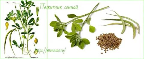 Пажитник тестостерон