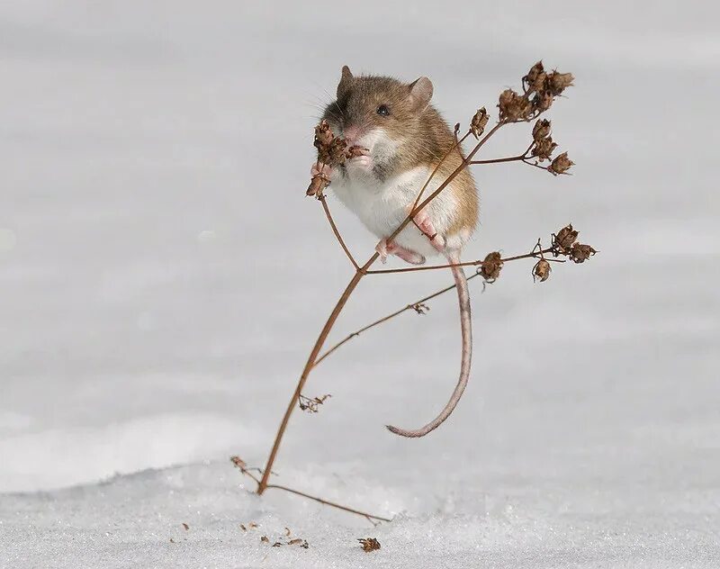 Полевая мышь убегает. Мышка полевка зимняя. Мышь полевка зимой. Полёвка зимует. Мышки полевки готовятся к зиме.