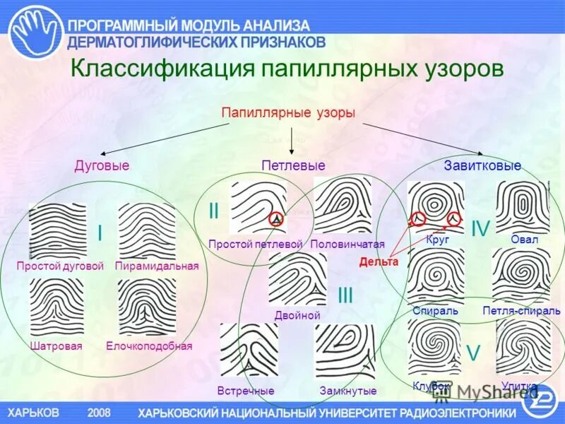 Группы частных признаков. Типы и виды папиллярных узоров пальцев рук. Типы папиллярных узоров пальцев рук криминалистика. Тип папиллярного узора отпечатка пальца. Определите Тип и вид папиллярного узора.