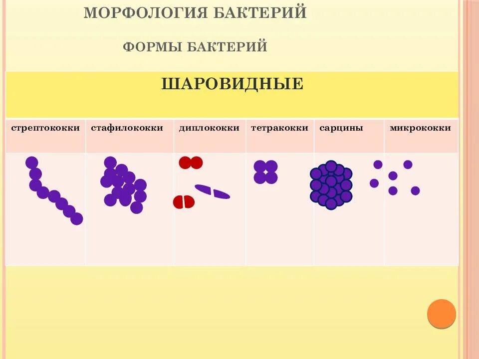 Стафилококки стрептококки диплококки сарцины. Опишите морфологию шаровидных форм бактерий. Стрептококки тетракокки сарцины и стафилококки. Диплококки морфология. 6 групп бактерий