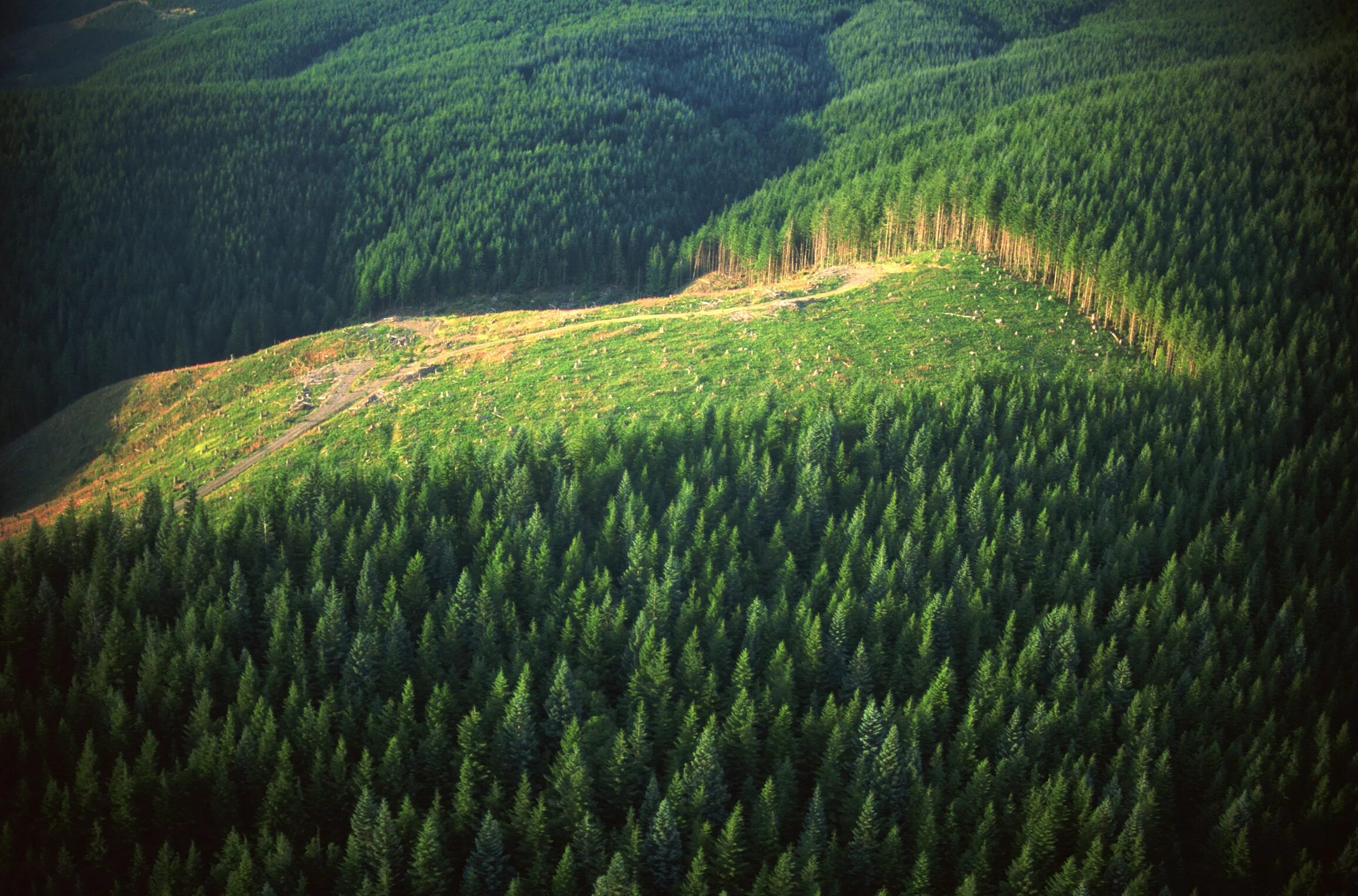 Forest gap