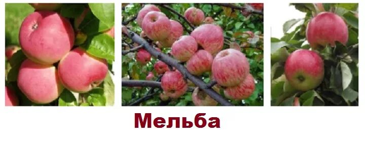 Сорт яблок Мельба. Сорт яблони Мельба. Яблоня штамбовая "Мельба". Мельба яблоня завязь.