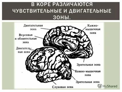 Зона кожно мышечной чувствительности находится в