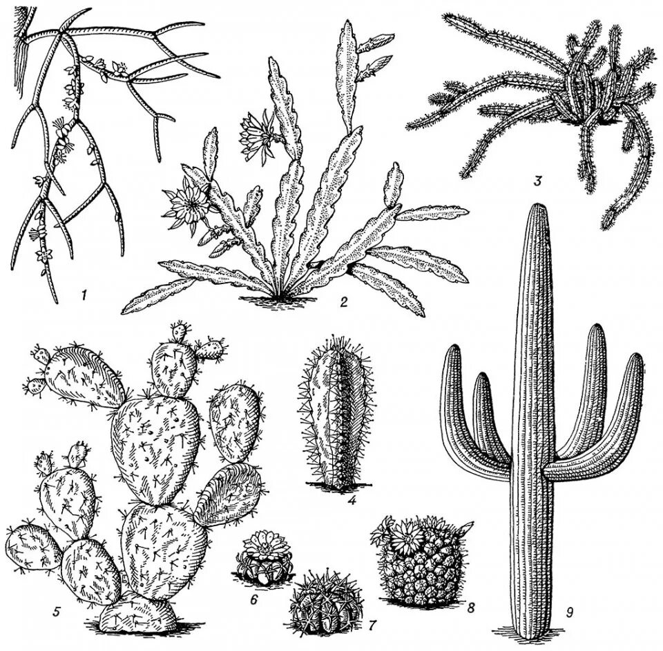 Опунция клейстокактус. Форма листьев кактуса. Листья кактуса опунция. Комнатные листовые кактусы. Кактусы.