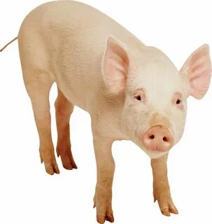 Pig png