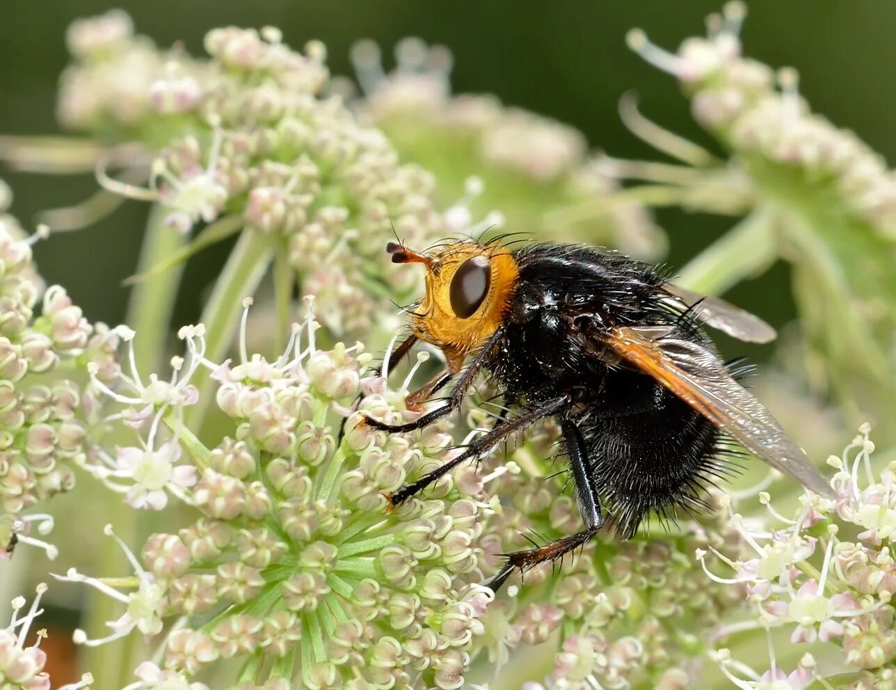 насекомое тахина 7 букв. тахины семейства насекомых. мухи тахины фото. двукрылые насекомые. насекомое тахина 7 букв.