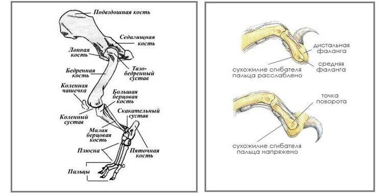 Анатомия задней конечности кошки. Строение кости задней лапы собаки. Строение задней лапы кошки. Анатомия костей задней конечности собаки.