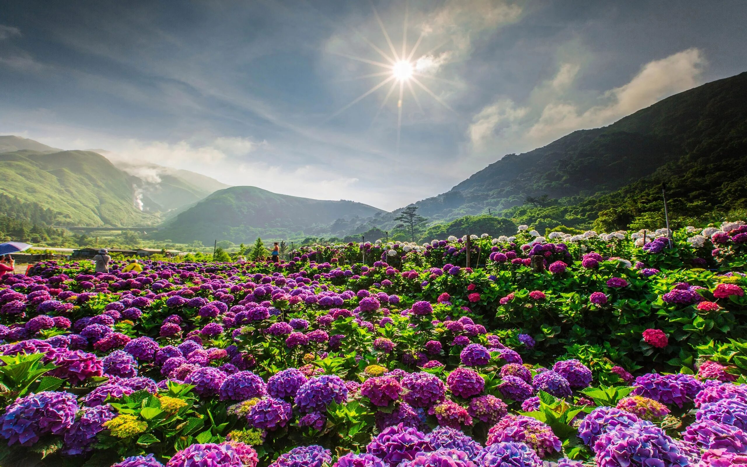 Flowers valley. Индийский парк «Долина цветов». Цветочная Долина, Перуджа, Италия. Япония. Долина гортензий.. Цветущая Долина в Испании.