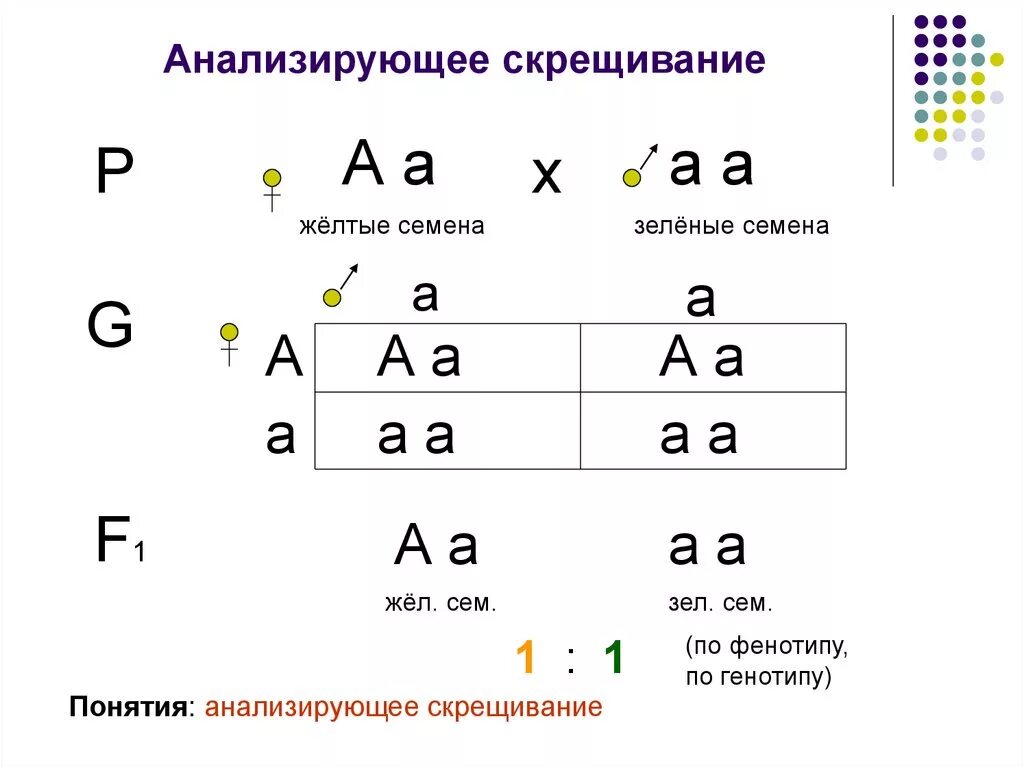 Как решать скрещивание по биологии. Анализирующее скрещивание менделя. анализирующее скрещивание закон менделя. схема анализирующего скрещивания. анализирующее скрещивание схема скрещивания.