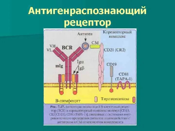 Строение bcr рецептора иммунология. Строение антигенраспознающих рецепторов в-лимфоцитов. Строение антигенраспознающего рецептора т-лимфоцитов. Антигенраспознающие рецепторы. Строение антигенраспознающего рецептора т-лимфоцитов.