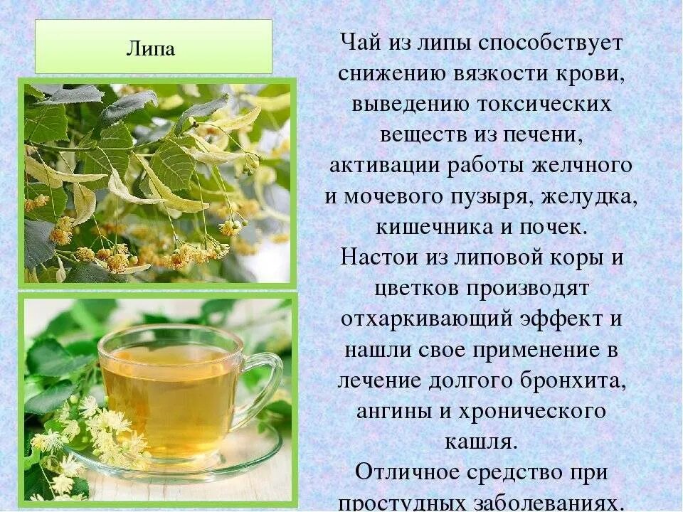 Сколько дней можно пить отвар