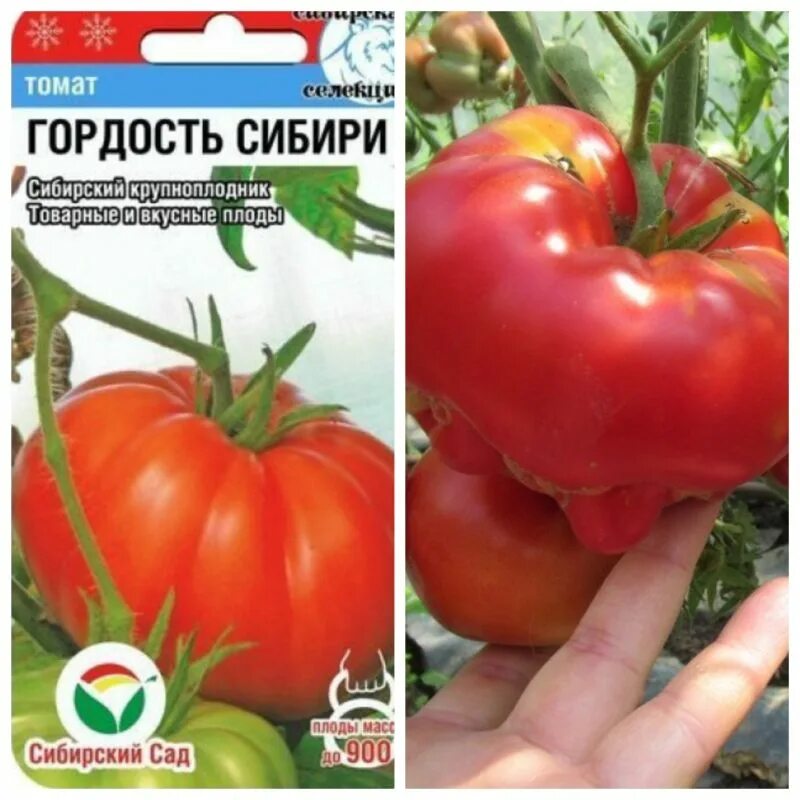 Сорт томатов гордость. Томат гордость сибири. томат гордость марины.