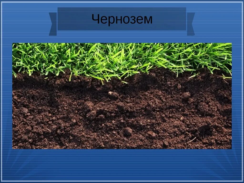 Черноземные плодородие. Малогумусный чернозем. Чернозем Южный малогумусный. Черноземовидные почвы. Почва чернозем.